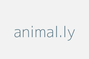 Image of Animal.ly